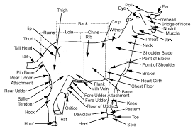 Pin On 4h Goats