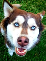 Lost Husky Nova in Magnolia Valley