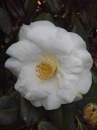 Camellia Japonica White Nun Camellia Japonica Bloom