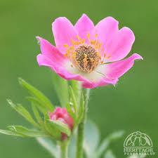 Image result for Aneilema nicholsonii