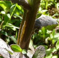 Image result for Neojeffreya