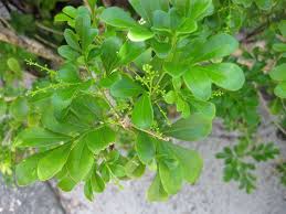 Image result for Meliaceae