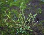 Image result for Stemodiopsis buchananii