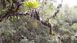 Here's how to identify your plant, plus how to care for holiday cacti and get more blooms. Why The Decembrist Does Not Bloom What To Do If The Cactus Does Not Want To Bloom At Home Proper Care And Maintenance Crop Production
