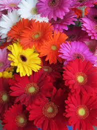 Glorious Gerbera Bouquet Jpg 3000 4000 Beautiful Flowers Flower Phone Wallpaper Gerbera