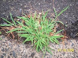 Image result for Digitaria complanata