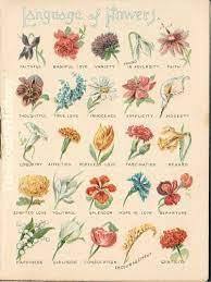 What flower symbolizes eternal love. Glazed And Confused The Language Of Flowers