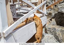 #funny cat photos #funny kittens #yellow kitten #cute kitten #so cute kittens #tabby kittens #kitten pics #cute kittens #images of cats #images of celebrating harry pointer kitties word search. Two Yellow Kittens Playing Outside Two Cat Fight And Play In Stone Canstock