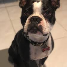 Vet to pet after hours. Lopez Animal Clinic 11 Reviews Veterinarians 5374 W 16th Ave Hialeah Fl Phone Number