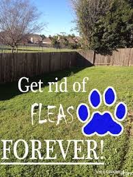 Changes wont be saved until you sign up for an enhanced profile subscription. How To Get Rid Of Fleas Naturally Forever Well Groomed Home Fleas How To Get Rid Rid