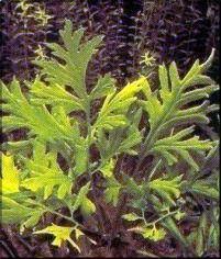 Image result for Ceratopteris