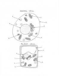 Index cards for each organelle (card will include name, script and instructions for the play) Plant And Animal Cell Diagram Worksheet Kunst
