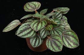Maybe you would like to learn more about one of these? Peperomia Albovittata