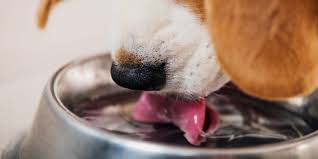 Of course, during hot summer months the amount will increase if. How Much Water Should A Dog Drink