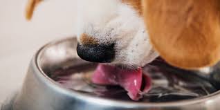 Home remedies clearance for dog drooling