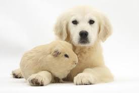 Golden Retriever Puppy Daisy 16 Weeks And Yellow Guinea Pig Photographic Print Mark Taylor Allposters Com