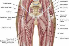 Inferior surface anatomy with underlying pelvis. Groin Pain Physiotherapy Sports Focus Sydney Physiotherapy