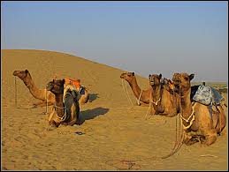 Dharma camel safari is another option in puskhar that gets good feedback. Camel Safari In Jaisalmer The Ultimate Checklist Hippie In Heels