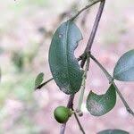 Image result for Scutia myrtina