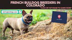 We don't have enough puppies for everyone! 5 Best French Bulldog Breeders In Colorado Reviews Smiling Bulldogs