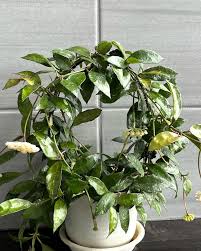 Image result for Lotononis laxa