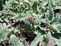 Image result for Hydrophyllaceae
