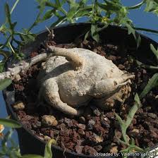 Image result for Kedrostis africana