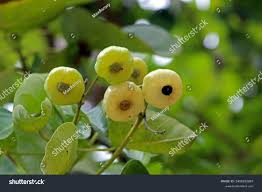 Image result for Hernandiaceae