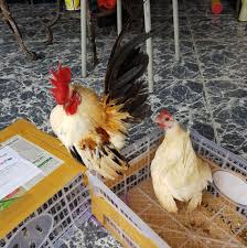 Panduan lengkap usaha peternakan ayam petelur, ayam ketawa, ayam mutiara, dan ayam pedaging kalkun. Tips Melatih Ayam Serama Agar Siap Dalam Kontes