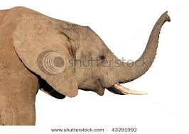 Elephant animal standing side view hand drawn vector. Side View Of Trunk Elephant African Elephant Elephant Head