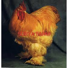 We did not find results for: Telur Ayam Hias Brahma Buff Gc Isa Untuk Di Tetaskan Lazada Indonesia