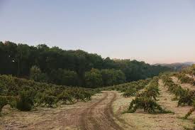 Image result for Sandalwood Spice 1990 Tracer