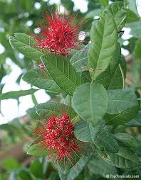 Image result for Combretum constrictum