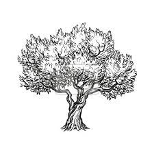 Vektor-Illustration Von Olivenbaum • Wandsticker Gravieren, Ätzen, Graviert  | Myloview.de