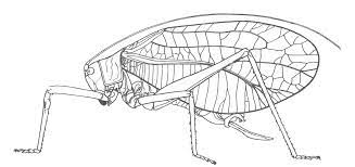 This collection includes color by number pages, mandalas, hidden picture activity pages and more! Common True Katydid Pterophylla Camellifolia