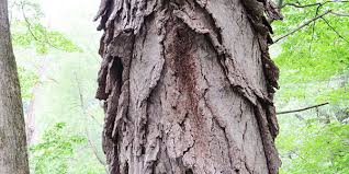 Check spelling or type a new query. Shagbark Hickory National Wildlife Federation