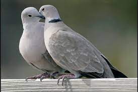 A person whom you would sing songs to or lullabies and could never imagine a world without that person you truly adore. Learn About Turtle Doves Cole S Wild Bird Products