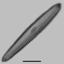 Image result for Strephonema