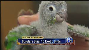 Exotic pet care from elkins park veterinary hospital our hospital treats all of your pets. Exotic Birds Stolen From Lehigh Valley Pet Shop 6abc Philadelphia