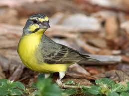 Canto De Trinca Ferro Bom Dia Seu Chico Com Boi Jilguerosymas Jilguerosymas Canario De Mozambique Crithagra Mozambica Canarios Passaros Aves
