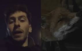 Barman and 'needy' fox become best friends in bizarre night out