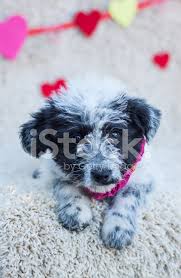 This includes but does not preclude other expenses: Portugiesische Wasserhund Und Pudel Mix Welpe Stockfotos Freeimages Com
