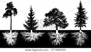 Please remember to share it with your friends if you like. Set Trees Roots Vector Photo Free Trial Bigstock