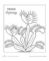 Color The Venus Flytrap Worksheet Education Com Venus Fly Trap Carnivorous Plants Coloring Pages