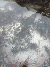 Image result for Zostera capensis