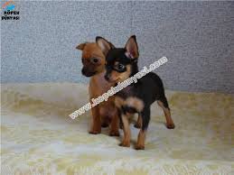 Minyatur Pinscher Turu Kopekler Son Derece Sadik Zeki Akilli Ve Oyuncu Kopeklerdir Bu Muhtesem Kopek Irkindan Bir Yavru Edinme Yavru Kopek Kopek Minyaturler