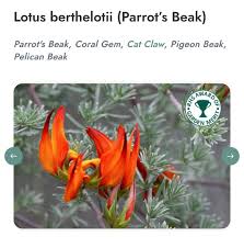 Image result for Lotus berthelotii