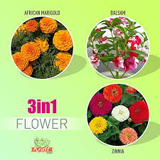 He is primarily known for his joe biden wake up mantra which was remixed and used in edits. Flower Plants Buy Flower Plants Online At Best Prices In India Amazon In