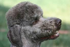 Pin On Poodle Heaven