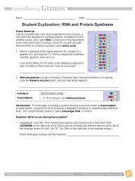 Rna and protein synthesis answer key helpteaching com. Rna Protein Synthesis Gizmo Translation Biology Rna